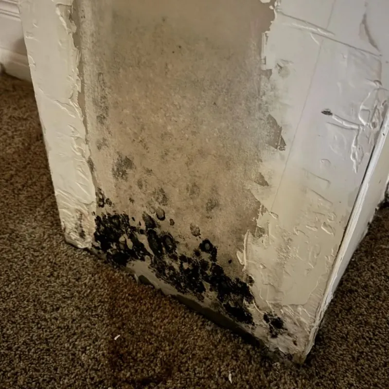 Professional Mold Removal in Stockbridge, MA